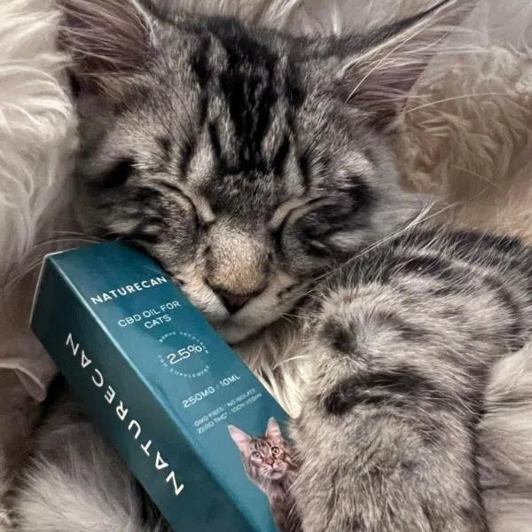 cbd olaj macskáknak vélemények