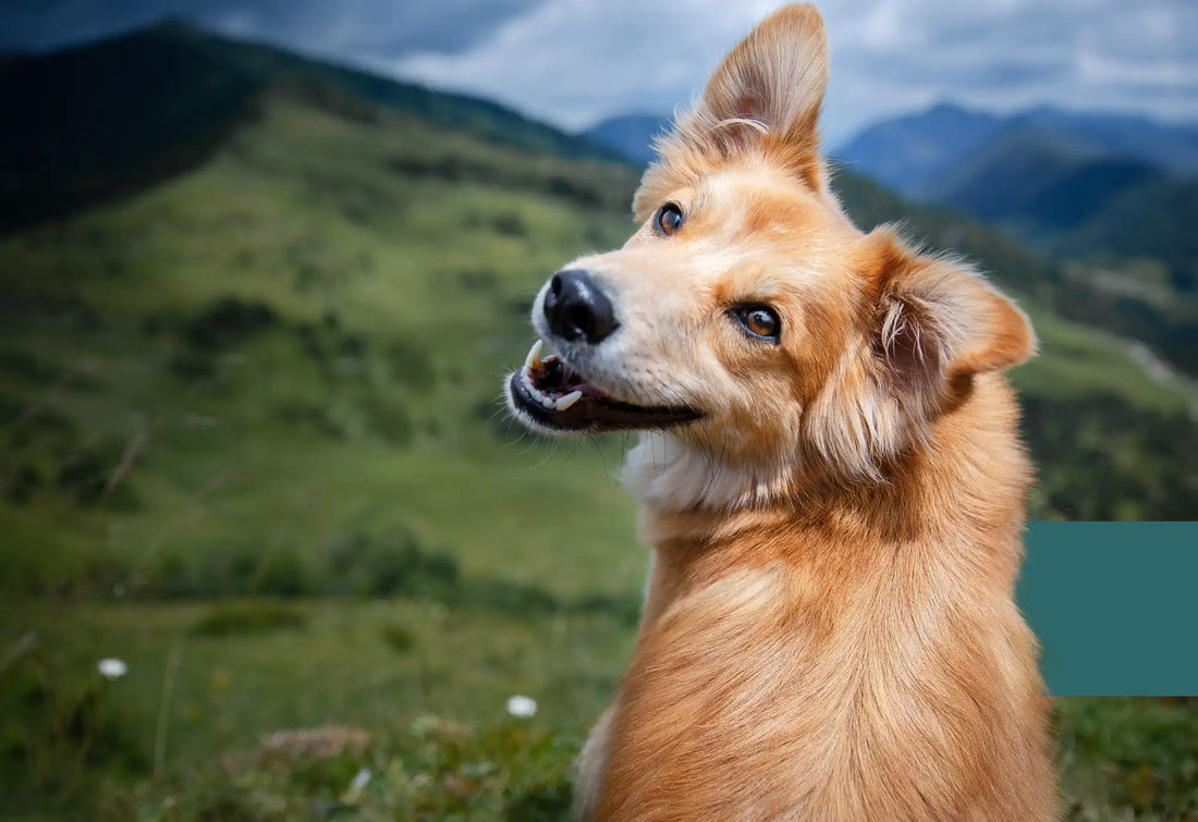 ízületvédő kutyáknak vásárlás