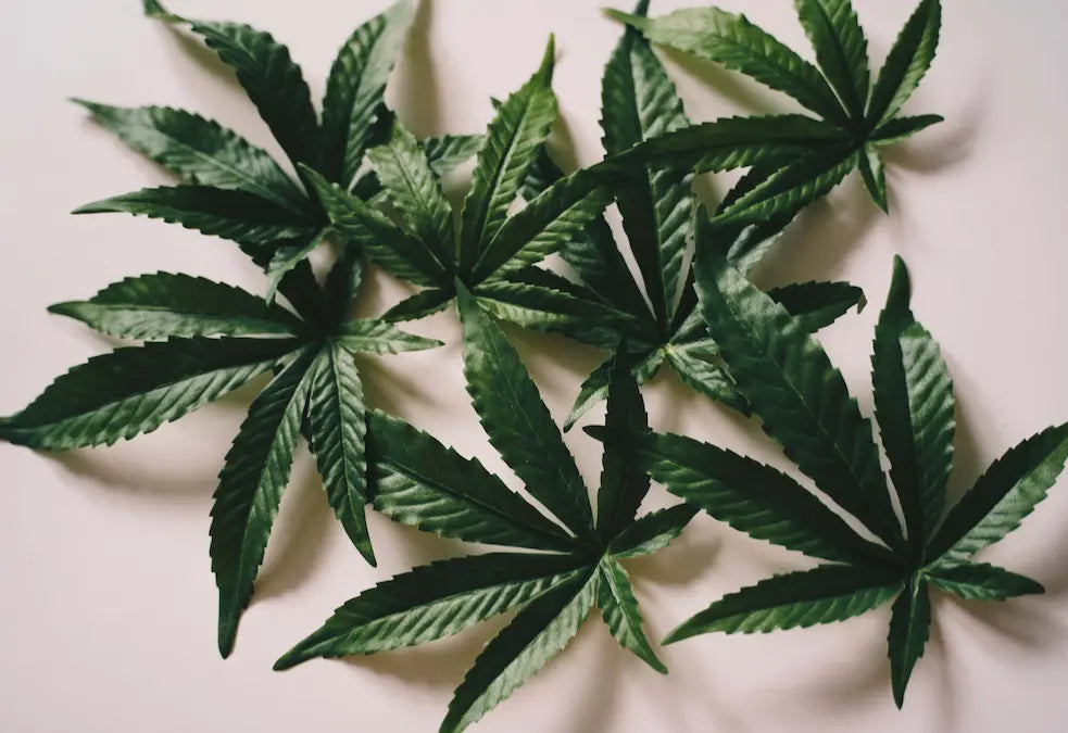 mennyi ideig marad a thc a szervezetben