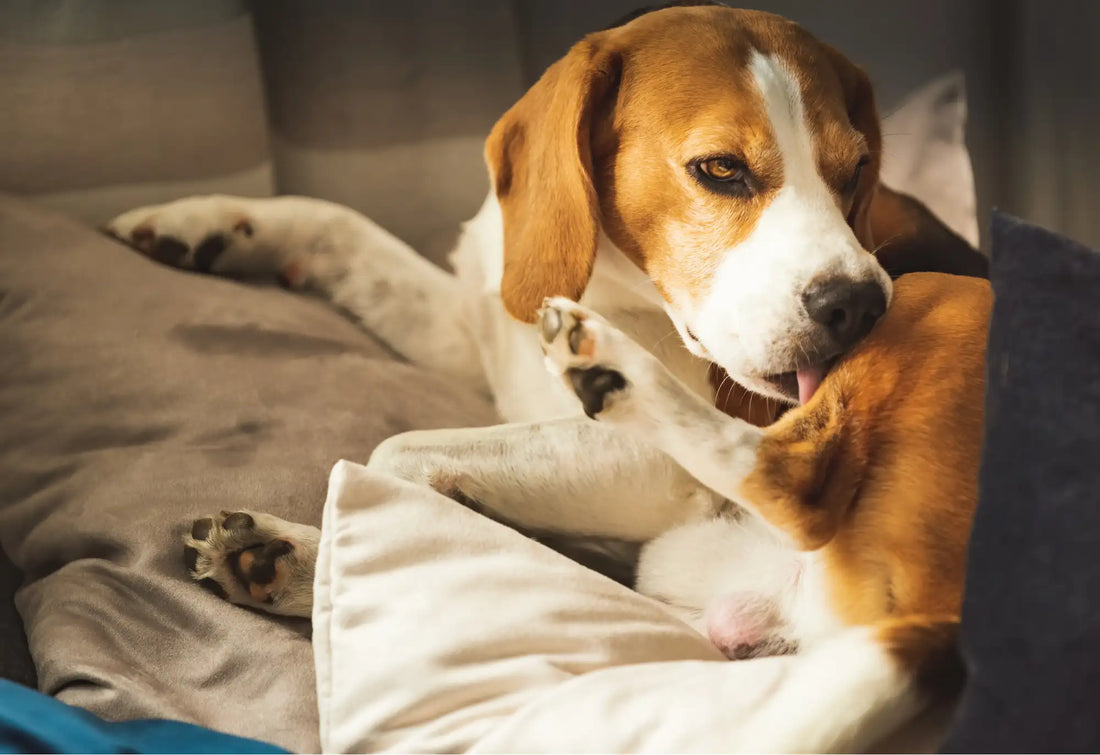 kutya korpásodás ellen