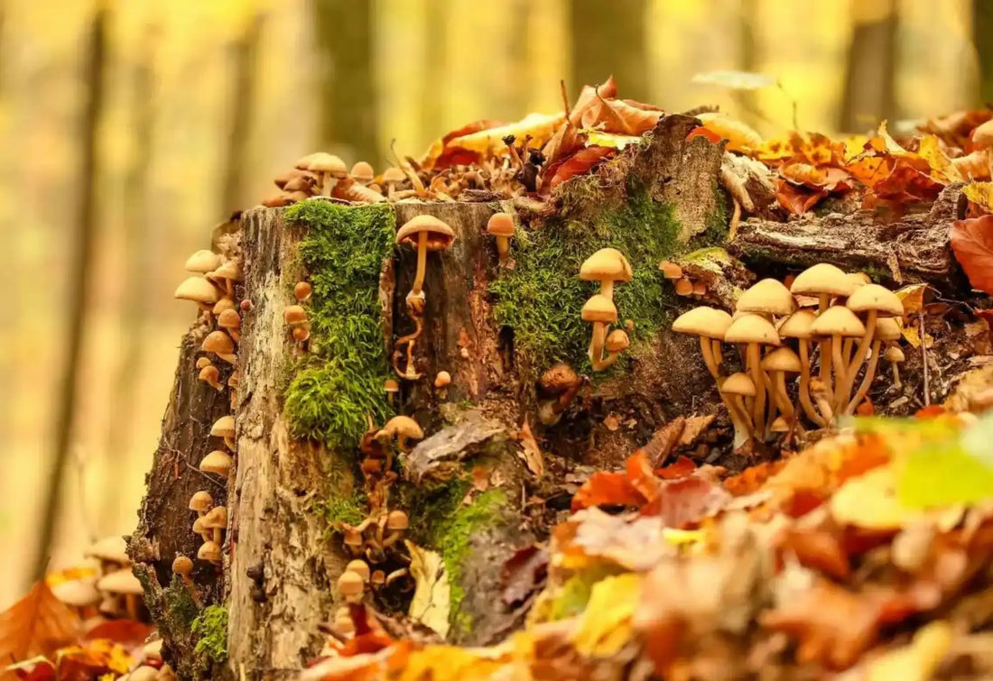 5 gomba amiről többet kell tudnod