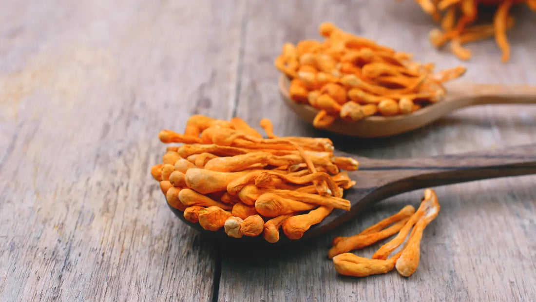 Cordyceps Gomba: hatása, adagolása, mellékhatásai