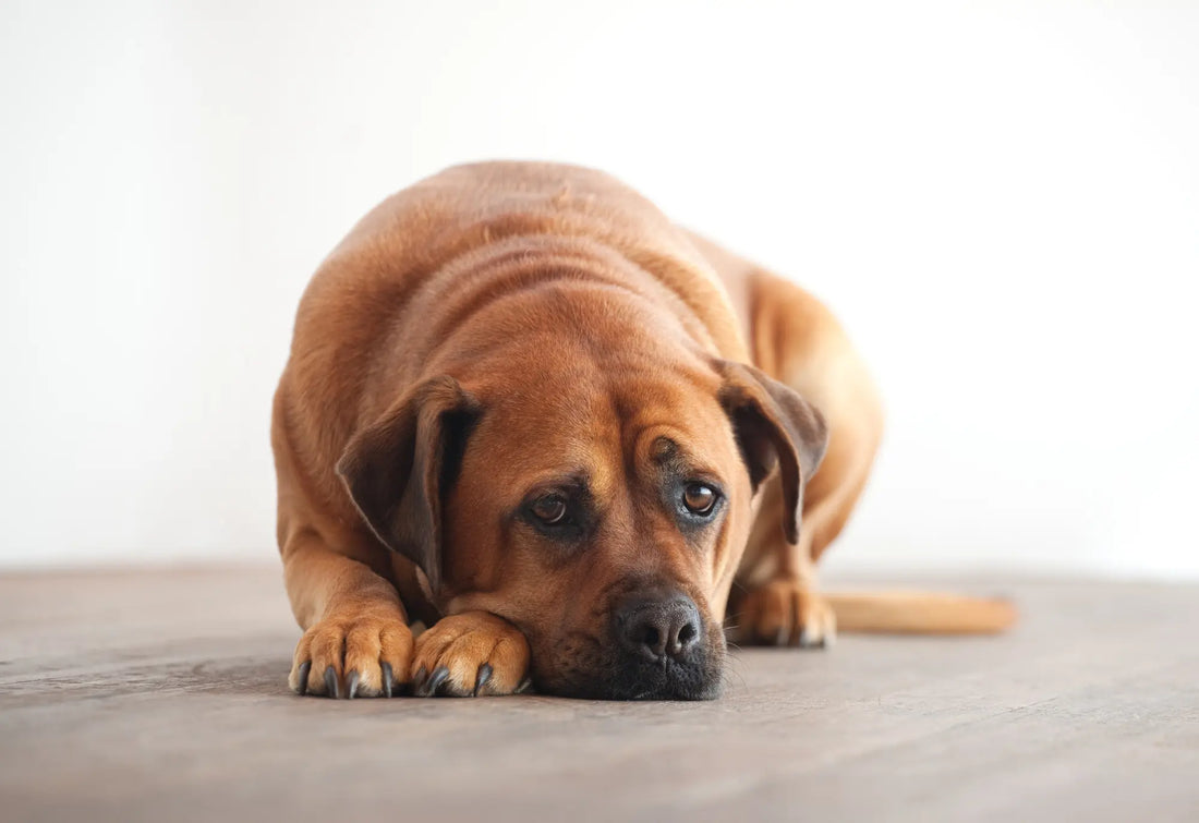 kutya remegés étvágytalanság