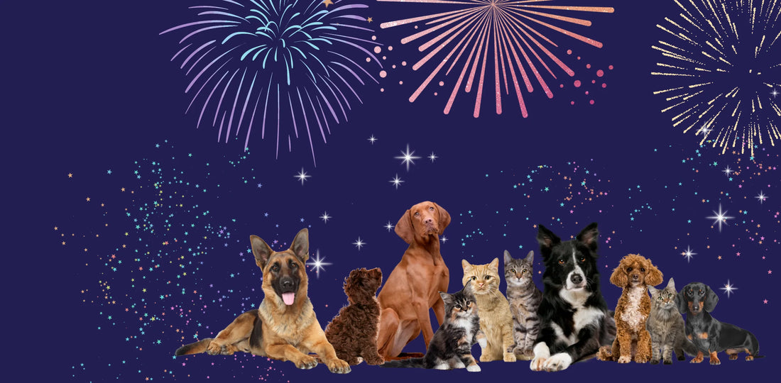 nyugtató kutyáknak