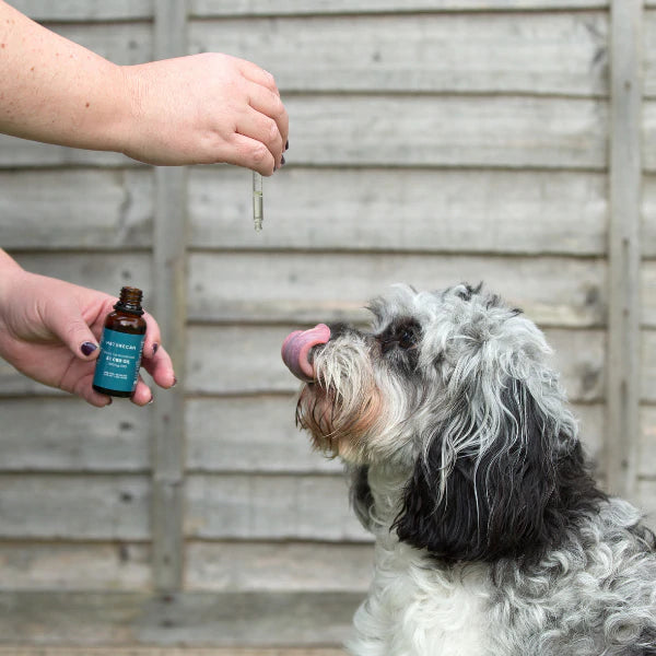 cbd olaj kutyáknak