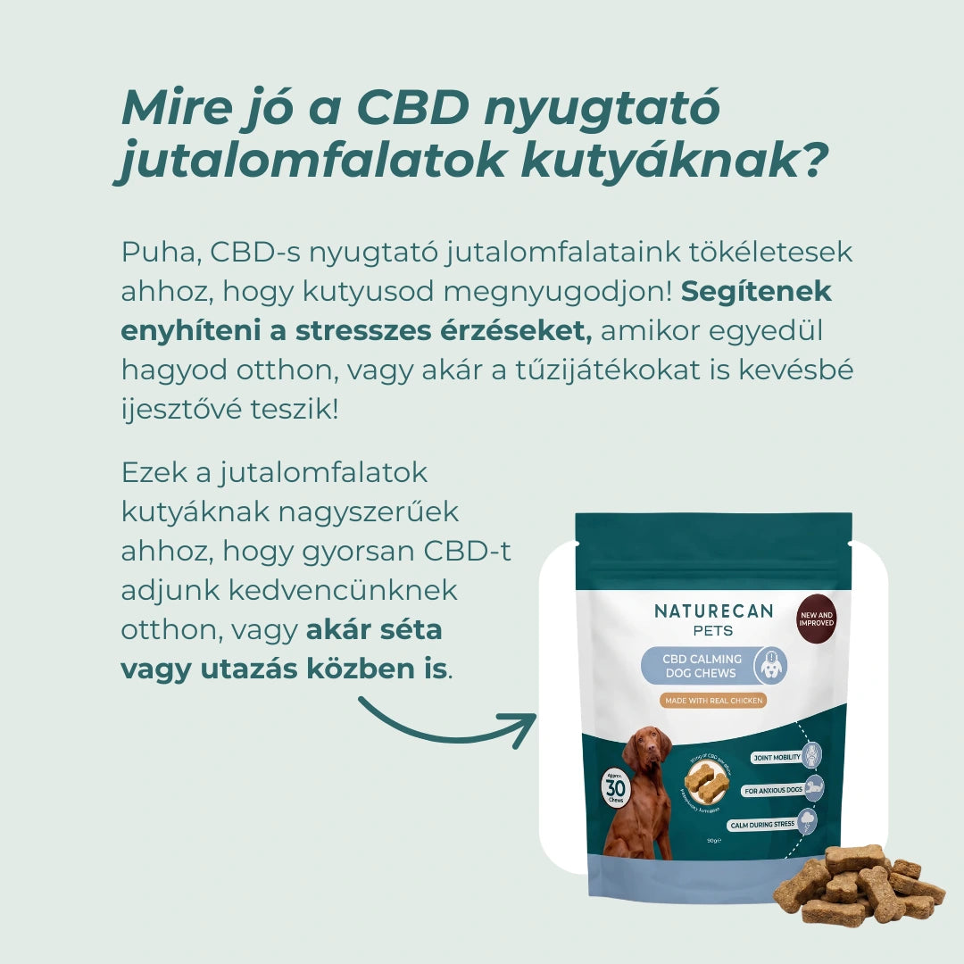 nyugodt kutya