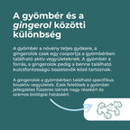 gyömbér kapszula hatása