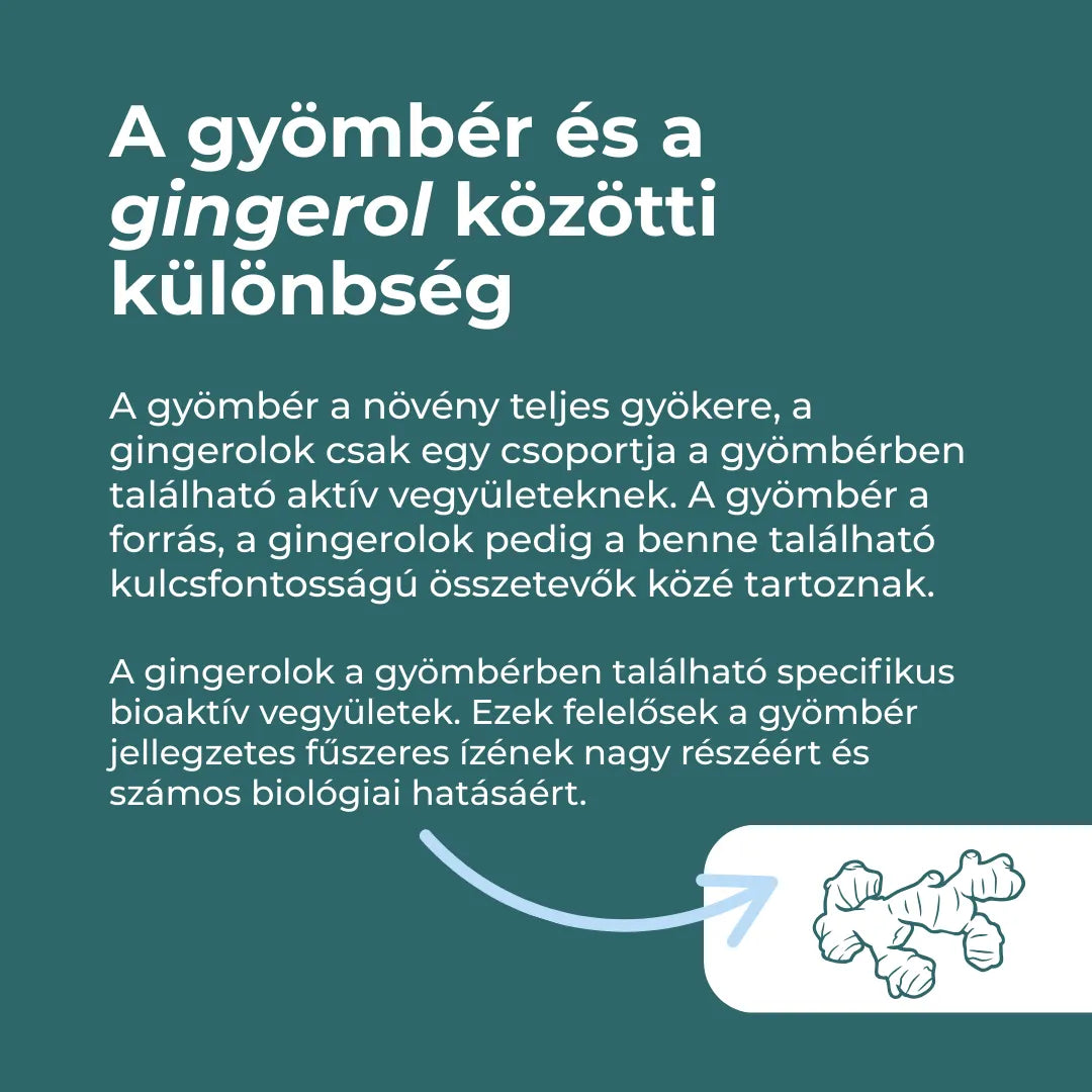 gyömbér kapszula hatása